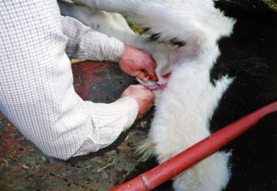 Safely Castrating Calves - Countryside